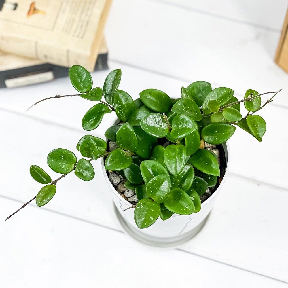 Amazon.co.jp: PLANCHU 観葉植物 ホヤ マチルダ 4号鉢 受け皿付き 育て